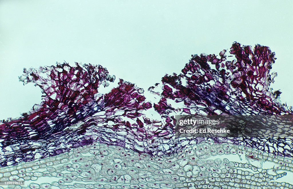 Lenticel, Sambucus (Elderberry), 25X at 35mm. Cross section of bark. The Lenticel consists of loosely arranged cells and intercellular spaces which facilitate the diffusion of gases into the bark.