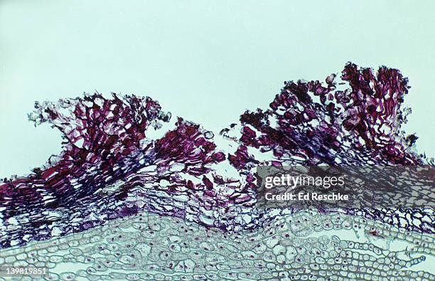 Lenticle Rocks Elderberry Pattern Photos and Premium High Res Pictures - Getty Images