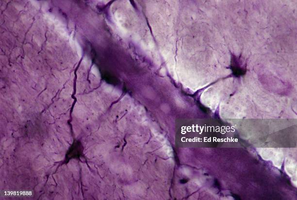 astrocytes; neuroglial cells, 250x at 35mm. shows: processes (perivascular feet) of neuroglial cells in contact with a brain capillary. these cells may help to form the blood-brain barrier to drugs, antibiotics, etc. - astrocyte stockfoto's en -beelden