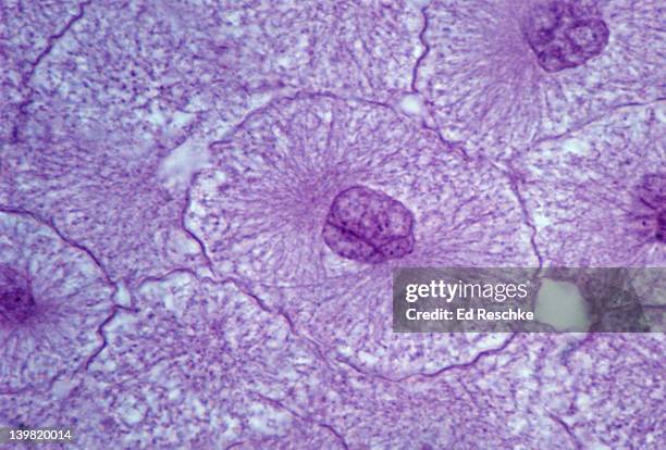 animal mitosis. interphase. whitefish embryo. shows nuclear membrane and chromatin. 250x at 35mm - interphase 個照片及�圖片檔