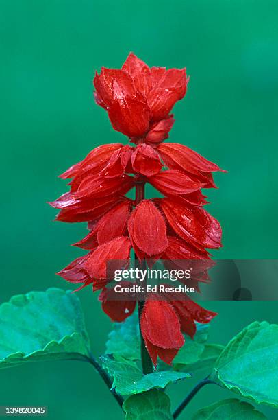 salvia """"flare"""", excellent hummingbird annual, brightest scarlet of any plant, michigan, usa  - red salvia stock pictures, royalty-free photos & images