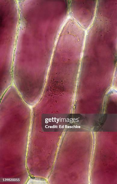 Onion Shell Structure Onion Cell 100x