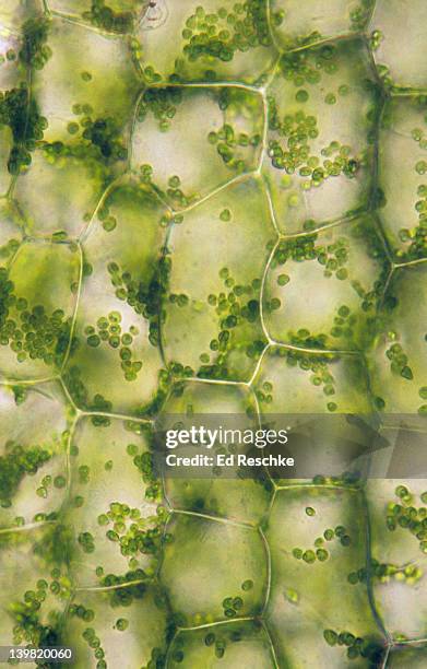 plant cells with chloroplasts; elodea, 100x at 35mm. shows: plant cells, cell wall, & chloroplasts. - elodea cells stock pictures, royalty-free photos & images