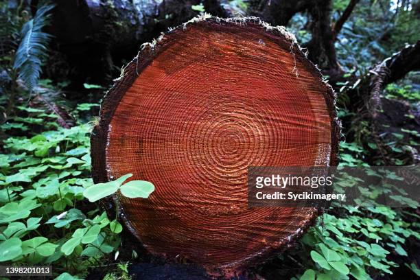 forest log - groeiring stockfoto's en -beelden