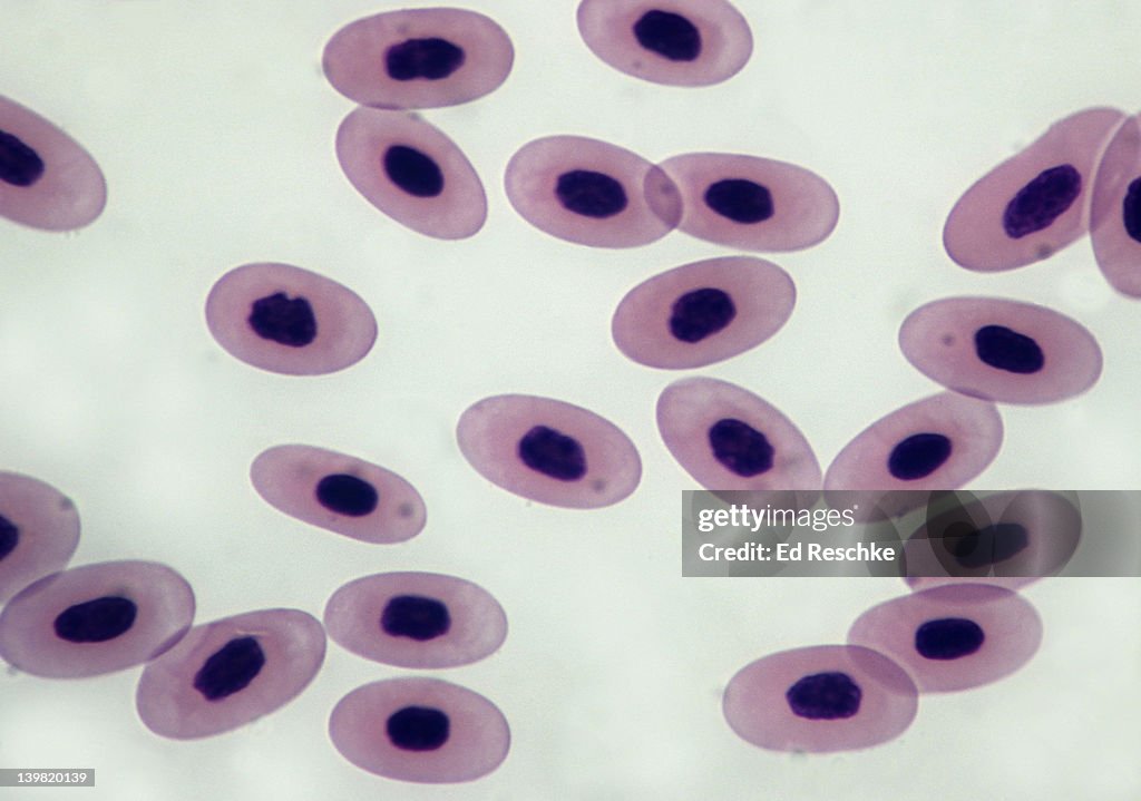 Frog blood. Nucleated red blood cells, 250X at 35mm. Shows nucleus, cytoplasm and cell membrane. Mammals have enucleate red blood cells.
