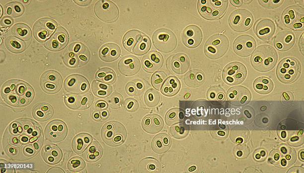 gloeocapsa, a cyanobacteria, photosynthetic, gram-negative, 100x at 35mm. formerly known as blue-green algae. prokaryotic cell. cells enclosed in layers of gelatinous material. - microphotographie immunofluorescente photos et images de collection