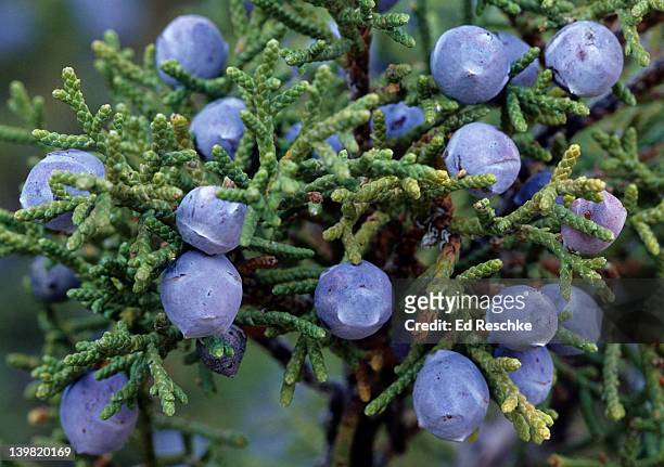 rocky mountain juniper with juniper berries. juniperus scopulorum. semi-fleshy, bluish cones. found widely throughout the rocky mountain region. zion national park, utah. usa - juniper berries stock pictures, royalty-free photos & images