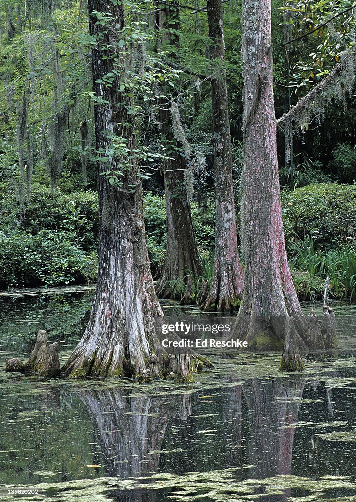 Bald Cypress trees, Taxodium distichum, & Tupelo swamp wetland, Charleston, South Carolina. Also shows: the bald cypress knees, Baton Rouge lichen (red color on trees), & Spanish moss. Magnolia plantation.