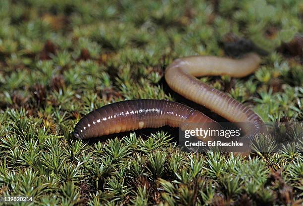 earthworm. segmented worm or annelid, lumbricus terrestris. shows the clitellum and a male genital opening (light area) on the ventral surface of segment 15. michigan - nightcrawler film stock-fotos und bilder