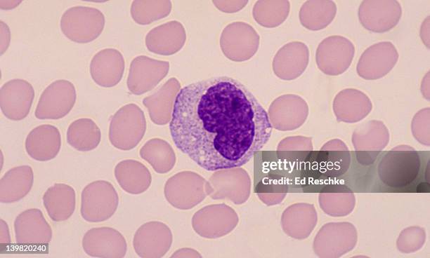 monocyte; white blood cell (leukocyte), 400x at 35mm. human blood smear (wright s stain). monocytes frequently show a notched nucleus, or a horseshoe-shaped nucleus. this is the largest wbc. it leaves the blood stream & becomes a macrophage. importa - macrofago foto e immagini stock