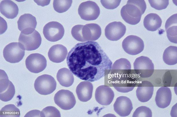 monocyte; white blood cell (leukocyte), 500x at 35mm. human blood smear (wright s stain). largest leukocyte. has horseshoe-shaped nucleus. excellent phagocyte. leaves blood stream & transforms into a macrophage in tissues. also shows red blood cells - macrophage stock pictures, royalty-free photos & images