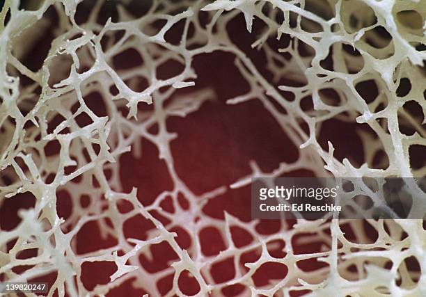 spongy (cancellous) bone, site of red marrow, 3x at 35mm. the bony network is referred to as trabeculae. red bone marrow (hemopoietic) tissue fills the spaces between the trabeculae. - beenmerg bot stockfoto's en -beelden