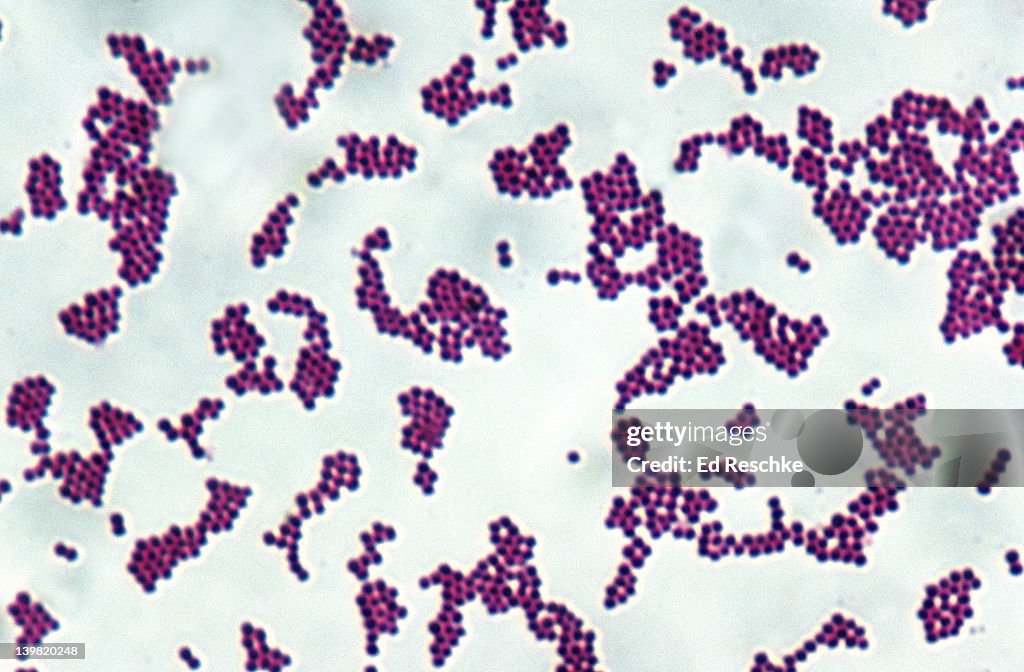 Ataphylococcus Bio Model Staphylococcus Epidermidis 100x