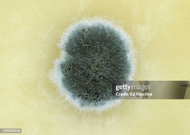 penicillium mold; colony. penicillium sp. the colony is composed of the mycelium of the mold. on parmesan cheese. green & blue molds. many species in this genus--some produce antibiotics, chemicals & flavors in some cheeses. - rest cure stock-fotos und bilder