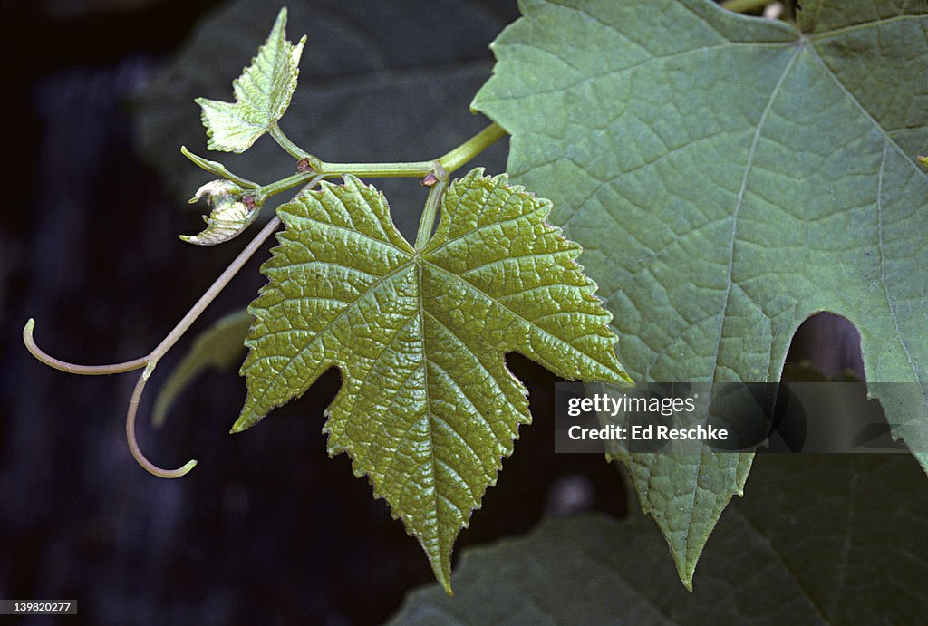 Grapevine plant with vitis tendrils which are modified leaves that hold up plant by coiling on support