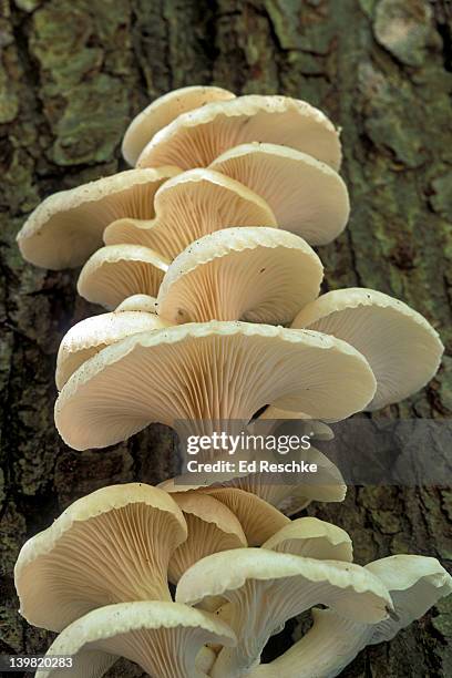 oyster mushrooms, pleurotus ostreatus, a popular edible species, michigan, usa - oyster mushroom stock pictures, royalty-free photos & images