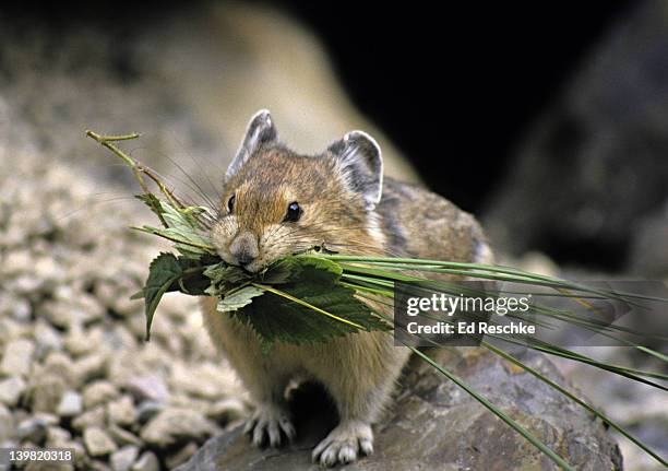 pika gathering large amounts of vegetation. ochotona princeps. banff national park, alberta, canada. lives high in western mountains near tree-line & alpine tundra. - pika foto e immagini stock