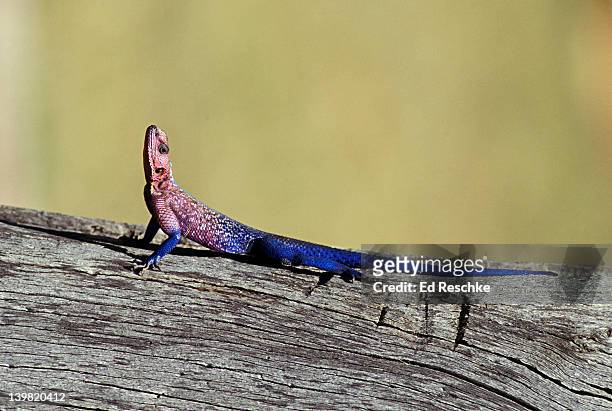 male rainbow agamid lizard, agama agama; chases ants, termites and beetles and cannot regenerate tail, found in kenya and tanzania - siedleragame stock-fotos und bilder