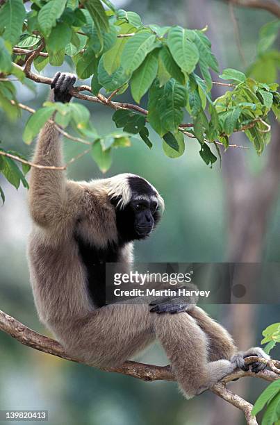 pileated gibbon (hylobates pileatus, a vulnerable species distributed in thailand and cambodia - pileated gibbon stock pictures, royalty-free photos & images