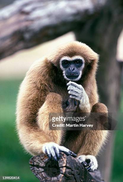 pileated gibbon, hylobates pileatus, a vulnerable species distributed in thailand and cambodia - pileated gibbon stock pictures, royalty-free photos & images