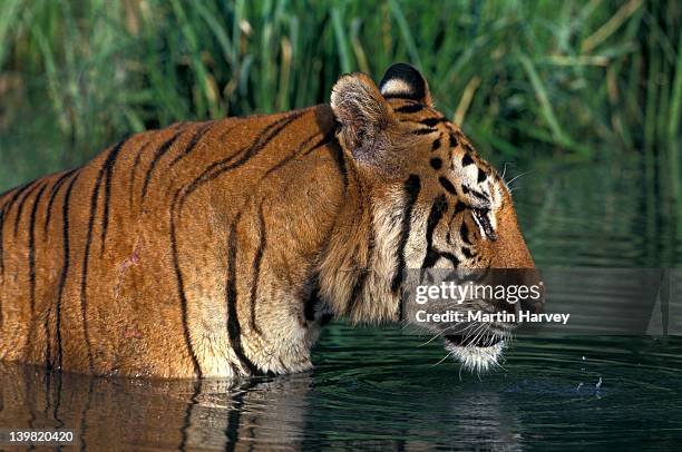 endangered tiger, panthera tigris, swimming in hot weather; distributed in asia but extinct in much of its range - vida selvagem - fotografias e filmes do acervo