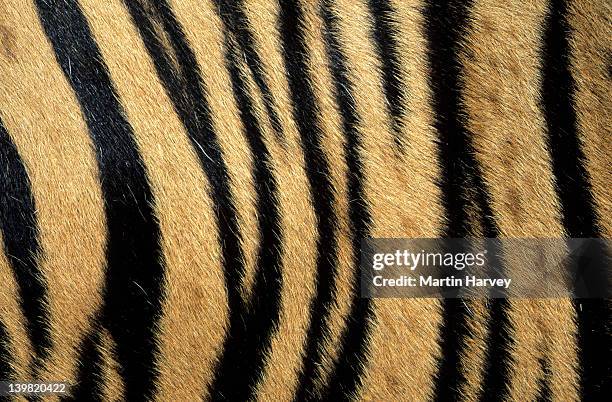 fur pattern of endangered tiger (panthera tigris). dist. asia but extinct in much of its range. - tiger print stockfoto's en -beelden