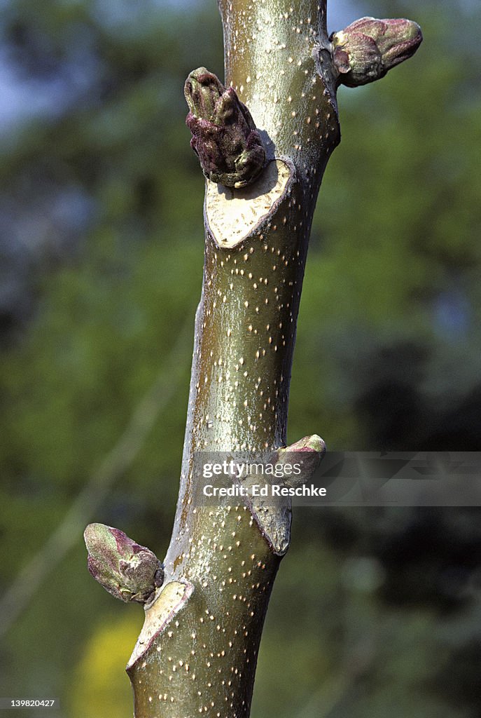 Closeup of Ailanthus or Tree of Heaven, Ailanthus altimssima. Shows leaf scars and axillary buds, vascular bundle scars and lenticels abscission