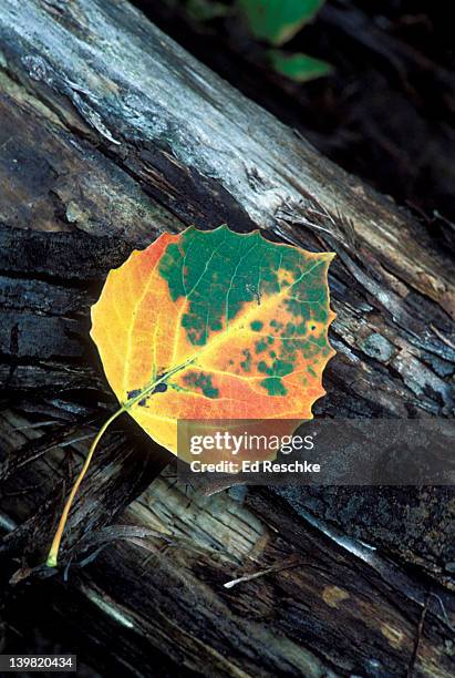 bigtooth aspen leaf changing color. populus grandidentata. muskegon, michigan, usa - populus grandidentata stock pictures, royalty-free photos & images