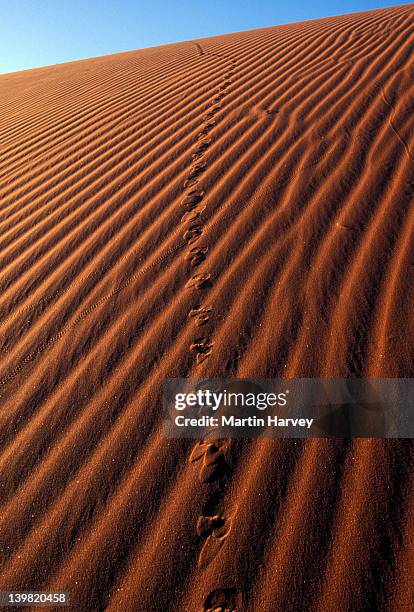 beetle tracks on surface of sand dune. namib desert. namibia - namib desert stock-fotos und bilder