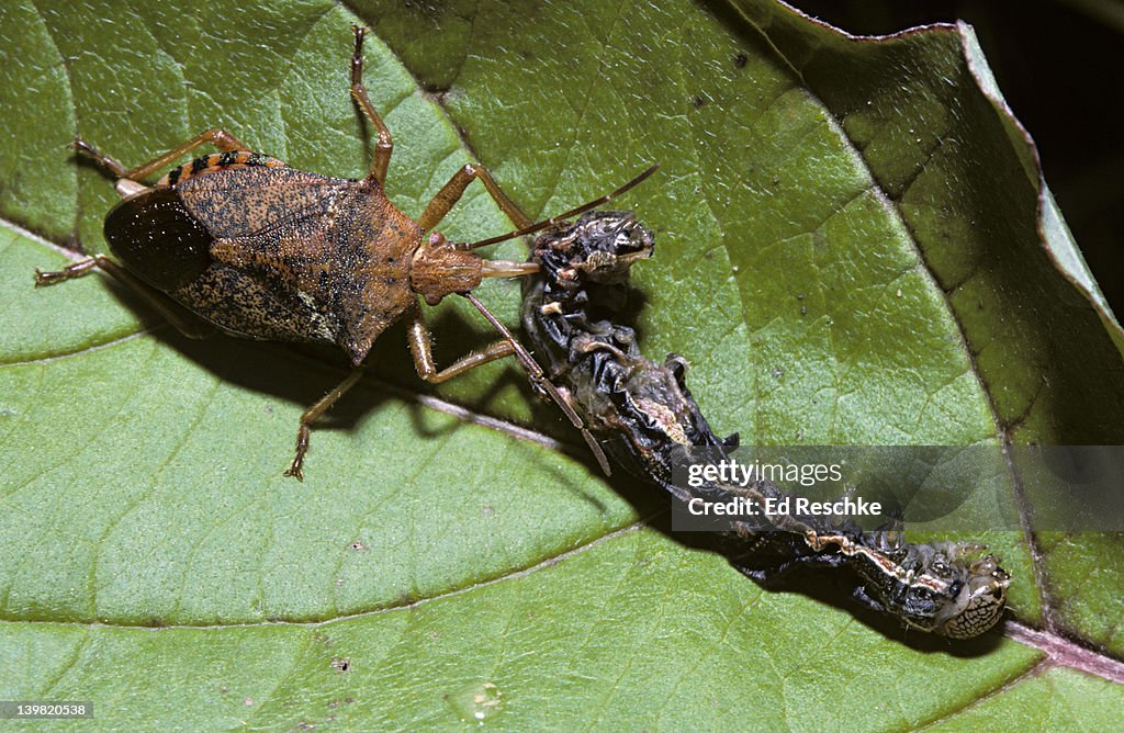 Pseudatelus Raptorius Spined Stink Bug Podisus Spp Preying On Caterpillar By Sucking Out Body ...