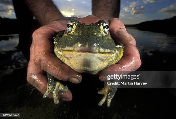 giant bullfrog found crossing road. pyxicephalus adsperus. caught & released into safety. south africa - african bullfrog stock-fotos und bilder