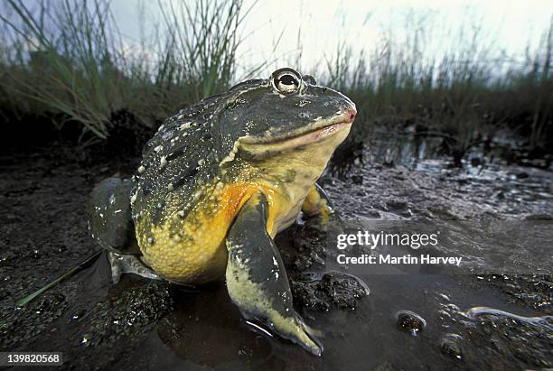 giant bullfrog, pyxicephalus adsperus. sitting in water. southern africa. - african bullfrog stock-fotos und bilder