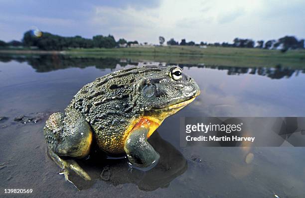 giant bullfrog, pyxicephalus adsperus. sitting in water. southern africa. - giant frog stock pictures, royalty-free photos & images