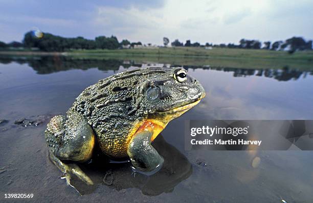 giant bullfrog, pyxicephalus adsperus. sitting in water. southern africa. - bullfrog - fotografias e filmes do acervo