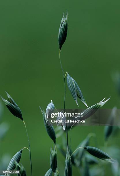 oat. avena sativa. cultigen derived mainly from avena fatua of europe. oatmeal is gound dehusked oats. michigan - fatua stock pictures, royalty-free photos & images