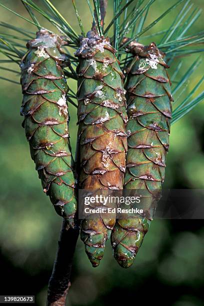 closeup of mature eastern white pine cones, pinus strobus, largest conifer. northeastern michigan, usa - pinus strobus stock pictures, royalty-free photos & images