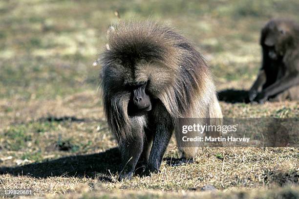 Is A Baboon A Herbivore Photos And Premium High Res Pictures Getty Images is-a-baboon-a-herbivore-photos-and-premium-high-res-pictures-getty-images
