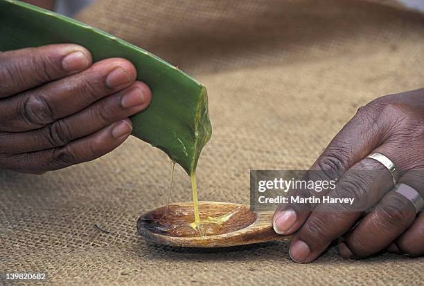 aloe vera (aloe barbadensis). gel like sap high in pectin. used in cosmetics & pharmaceuticals. - aloe fotografías e imágenes de stock