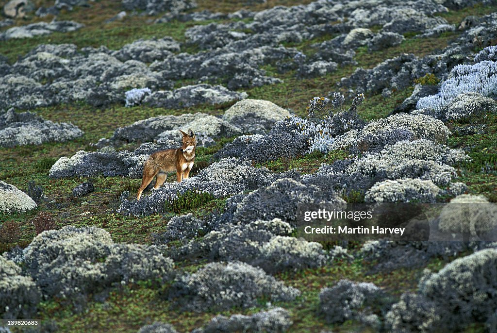 Alpine Wolves Critically Endangered Ethiopian Wolf Canis Simensis In Afroalpine ...