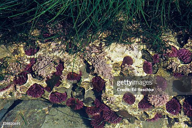 tidepool with purple sea urchins, strongylocentrotus purpuratus, and surf grass, olympic national park, washington, usa - green sea urchin stock pictures, royalty-free photos & images