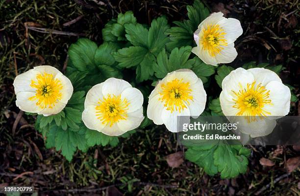 white globe flower. trollius albiflorus. alpine & subalpine meadows. hansome plant. lacks petals but has 5 to 10 petal-like sepals. canadian rockies, alberta, canada - trollius stock pictures, royalty-free photos & images