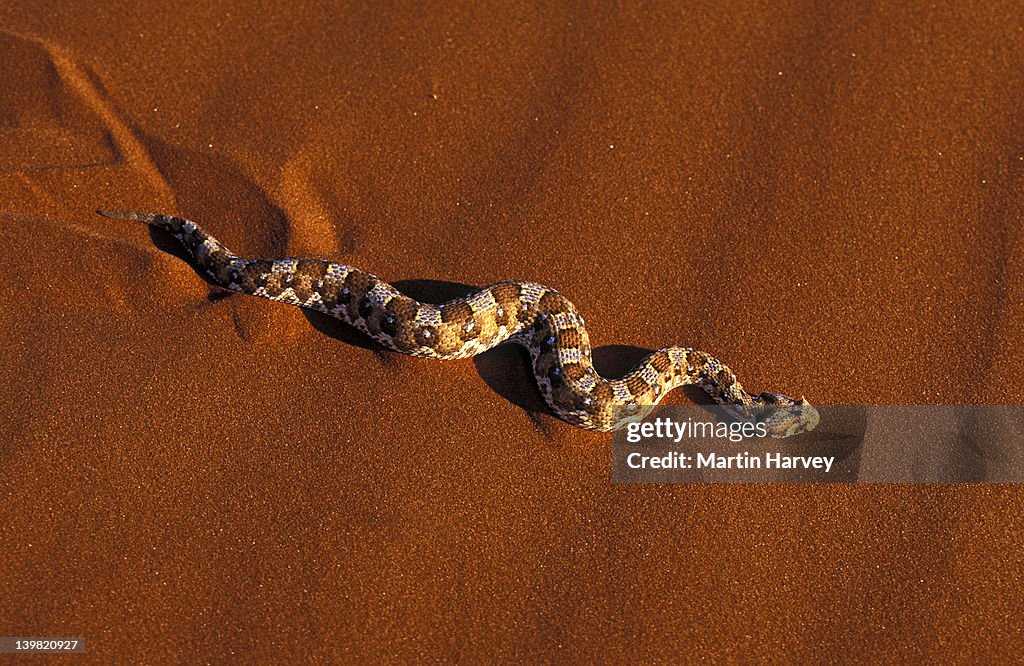 Horned Adder, Bitis caudalis, moving across sand, Africa