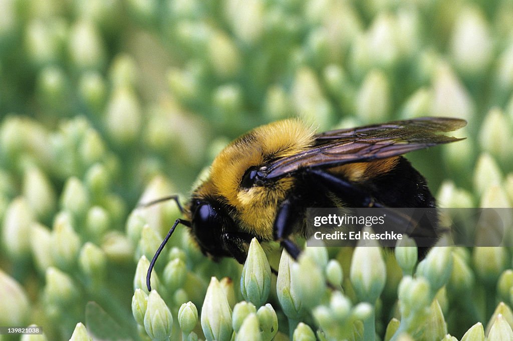 Golden Northern Bumblebee (Bombus fervidus) on sedum (Stonecrop). Robust, hairy, not too aggressive bee. Important pollinator. Michigan