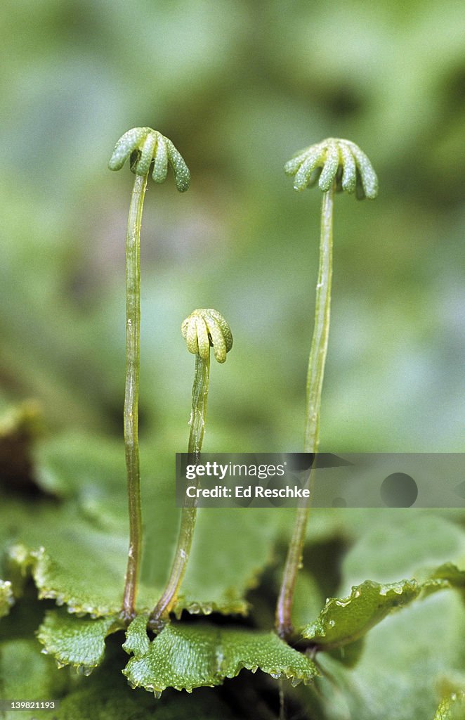 Archegoniophores; liverwort, Marchantia sp. An archegoniophore bears archegonia which produce eggs. Female gametophyte. Michigan