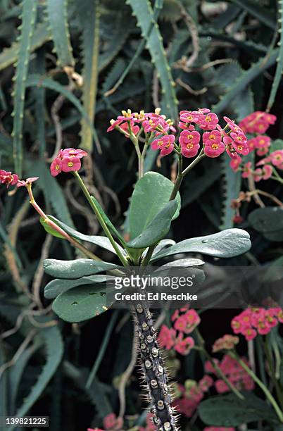 convergent evolution, sonoran crown-of-thorns spurge, euphorbia milii, madagascar - euphorbiaceae stock pictures, royalty-free photos & images