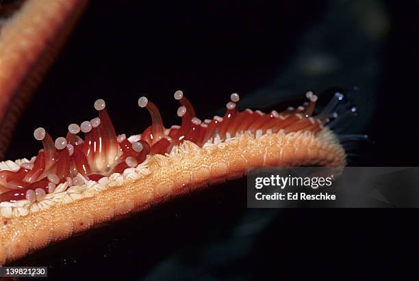 closeup of tube feet of blood star, henricia leviuscula. used for locomotion and predation. coastal pacific northwest - echinoderm stockfoto's en -beelden