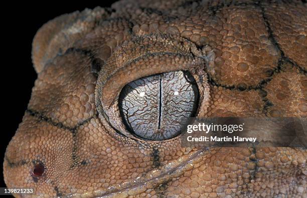 closeup of eye of rough knobtail gecko, nephrurus amyae, australia - australian gecko stock pictures, royalty-free photos & images