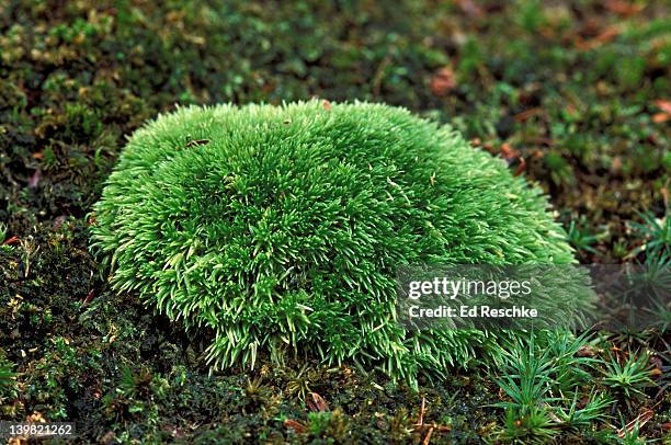 pin cushion moss, gametophyte, michigan, usa - prothallium stock pictures, royalty-free photos & images