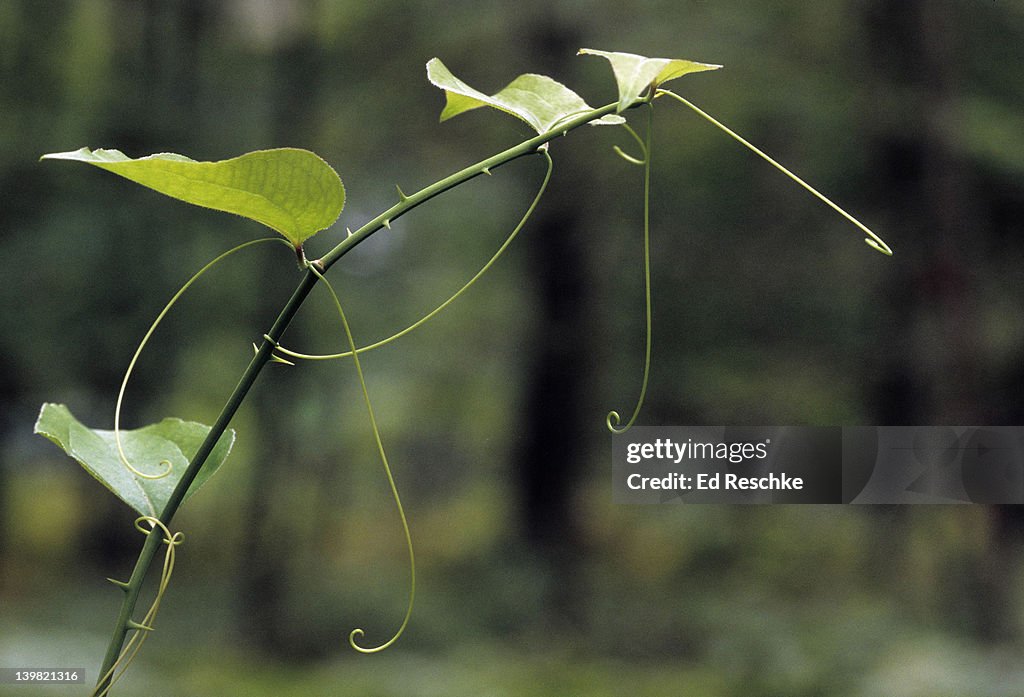 Tree Tendrils Tendril Of Common Greenbriar Smilax Rotundifolia These Tendrils Are ...