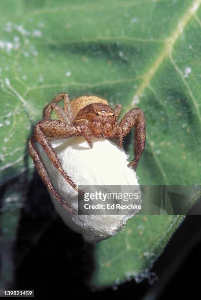 female spider guarding egg case. shows jaws or chelicerae, pedipalps, 8 simple eyes, legs, cephacothorax, abdomen & silk egg case. michigan - pedipalp stockfoto's en -beelden